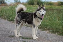 MOCHIKAN, Hund, Siberian Husky in Ungarn - Bild 1