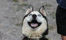 MOCHIKAN, Hund, Siberian Husky in Ungarn - Bild 2