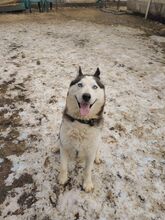 MOCHIKAN, Hund, Siberian Husky in Ungarn - Bild 3