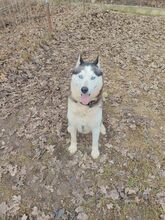 MOCHIKAN, Hund, Siberian Husky in Ungarn - Bild 4