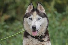 MOCHIKAN, Hund, Siberian Husky in Ungarn - Bild 5