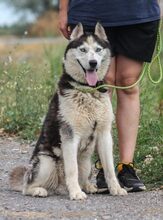 MOCHIKAN, Hund, Siberian Husky in Ungarn - Bild 6