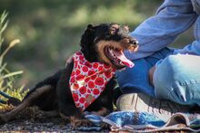 JANKA, Hund, Mischlingshund in Ungarn - Bild 2