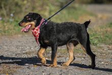 JANKA, Hund, Mischlingshund in Ungarn - Bild 3