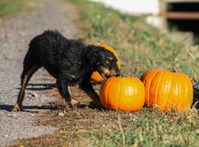 JANKA, Hund, Mischlingshund in Ungarn - Bild 5