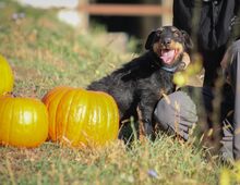 JANKA, Hund, Mischlingshund in Ungarn - Bild 6