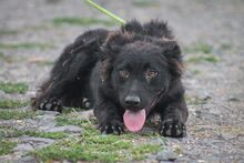 FRUSZI, Hund, Mischlingshund in Ungarn - Bild 1