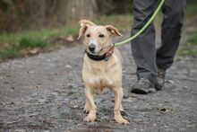 ANTHONY, Hund, Mischlingshund in Ungarn - Bild 1