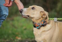 ANTHONY, Hund, Mischlingshund in Ungarn - Bild 2