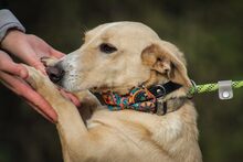 ANTHONY, Hund, Mischlingshund in Ungarn - Bild 4