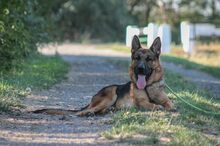 GORAN, Hund, Mischlingshund in Ungarn - Bild 3