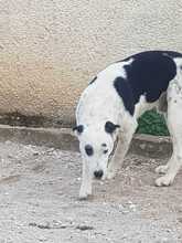 LUKE, Hund, Mischlingshund in Griechenland - Bild 2