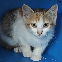 MARNIE, Katze, Europäisch Kurzhaar in Spanien - Bild 2