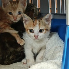 MARNIE, Katze, Europäisch Kurzhaar in Spanien - Bild 3