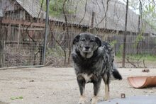 JIBU, Hund, Mischlingshund in Rumänien - Bild 3