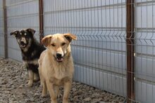 QUITO, Hund, Mischlingshund in Rumänien - Bild 1