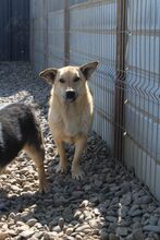 QUITO, Hund, Mischlingshund in Rumänien - Bild 2