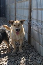 QUITO, Hund, Mischlingshund in Rumänien - Bild 3