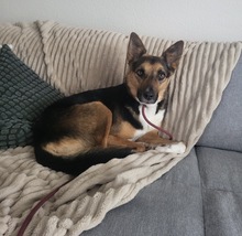 MUFFIN, Hund, Mischlingshund in Wennigsen