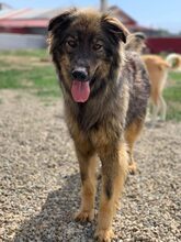 SIMBA, Hund, Deutscher Schäferhund in Rumänien - Bild 2