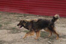 SIMBA, Hund, Deutscher Schäferhund in Rumänien - Bild 3