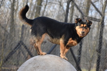 JULCSIKA, Hund, Mischlingshund in Ungarn - Bild 1