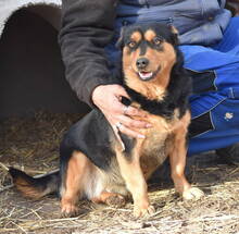 JULCSIKA, Hund, Mischlingshund in Ungarn - Bild 2