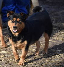 JULCSIKA, Hund, Mischlingshund in Ungarn - Bild 3