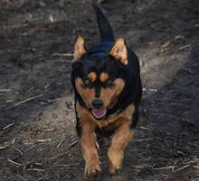 JULCSIKA, Hund, Mischlingshund in Ungarn - Bild 4