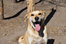 BOBO, Hund, Mischlingshund in Ungarn - Bild 3