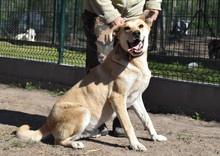 BOBO, Hund, Mischlingshund in Ungarn - Bild 4