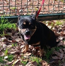 GÜNTHER, Hund, Mischlingshund in Portugal