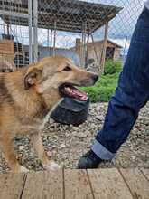 CODITZA, Hund, Mischlingshund in Rumänien - Bild 10