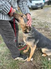 LUNA, Hund, Deutscher Schäferhund-Mix in Rumänien - Bild 15