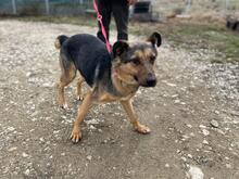 LUNA, Hund, Deutscher Schäferhund-Mix in Rumänien - Bild 18