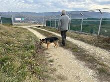 LUNA, Hund, Deutscher Schäferhund-Mix in Rumänien - Bild 20