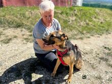 LUNA, Hund, Deutscher Schäferhund-Mix in Rumänien - Bild 5