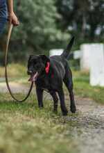 ZORRO, Hund, Mischlingshund in Ungarn - Bild 4