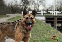 BENI, Hund, Mischlingshund in Ungarn - Bild 1