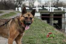 BENI, Hund, Mischlingshund in Ungarn - Bild 3