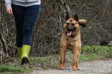 BENI, Hund, Mischlingshund in Ungarn - Bild 4