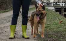 BENI, Hund, Mischlingshund in Ungarn - Bild 5