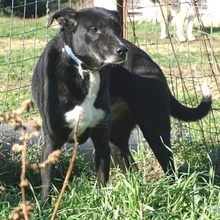 REMY, Hund, Mischlingshund in Griechenland - Bild 18