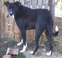 REMY, Hund, Mischlingshund in Griechenland - Bild 20