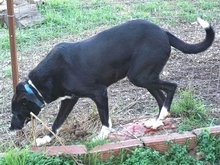 REMY, Hund, Mischlingshund in Griechenland - Bild 21