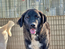 DOROTY, Hund, Mischlingshund in Italien - Bild 3