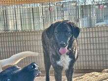 DOROTY, Hund, Mischlingshund in Italien - Bild 6