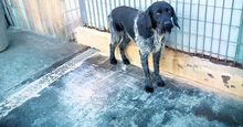 BALENTIOSU, Hund, Mischlingshund in Italien - Bild 7