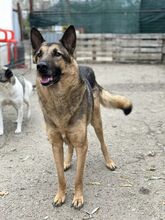 ASCHI, Hund, Deutscher Schäferhund in Rumänien - Bild 2