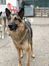 ASCHI, Hund, Deutscher Schäferhund in Rumänien - Bild 3